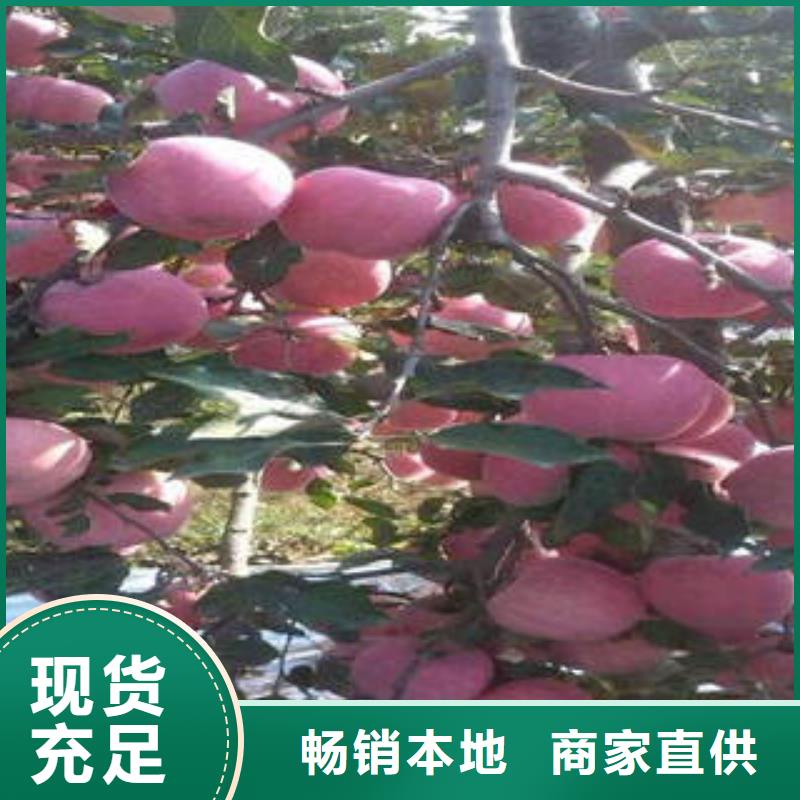 红富士苹果【苹果种植基地苹果种植基地】打造好品质同城制造商