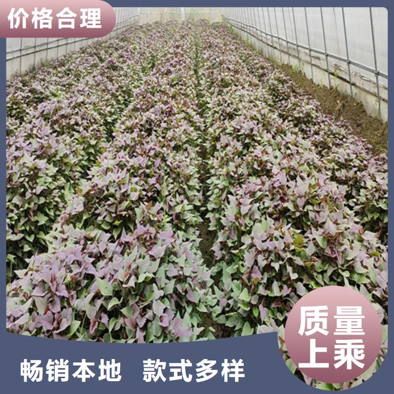 【紫薯苗】红薯粉品质信得过源头直供