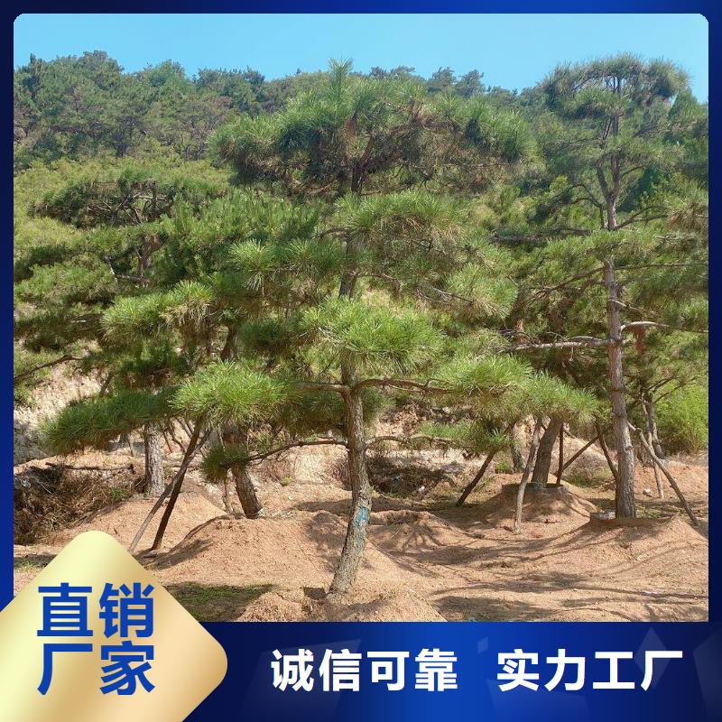 造型松厂家厂诚信经营