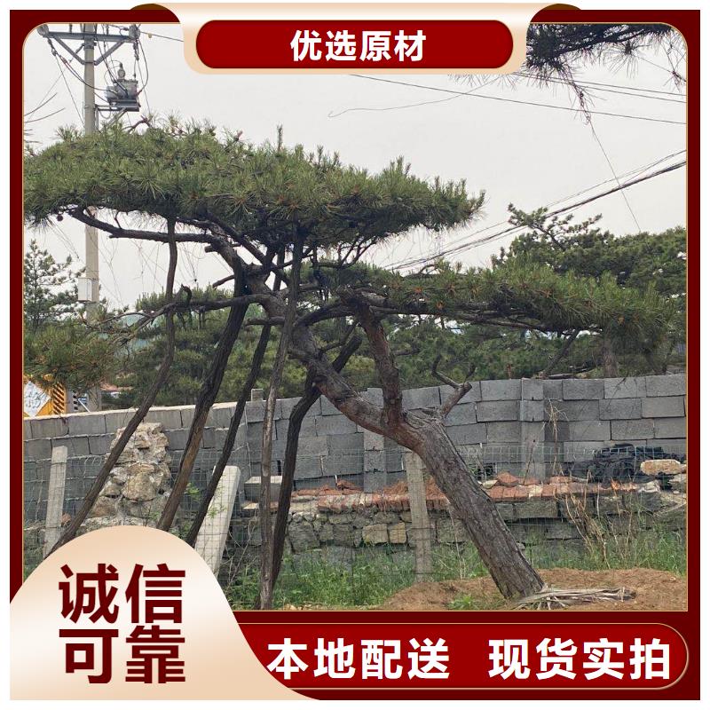 造型松_造型油松细节展示好产品价格低