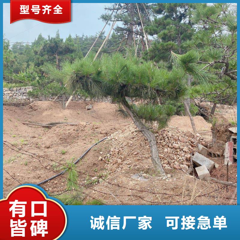 造型松产品优势特点以质量求生存
