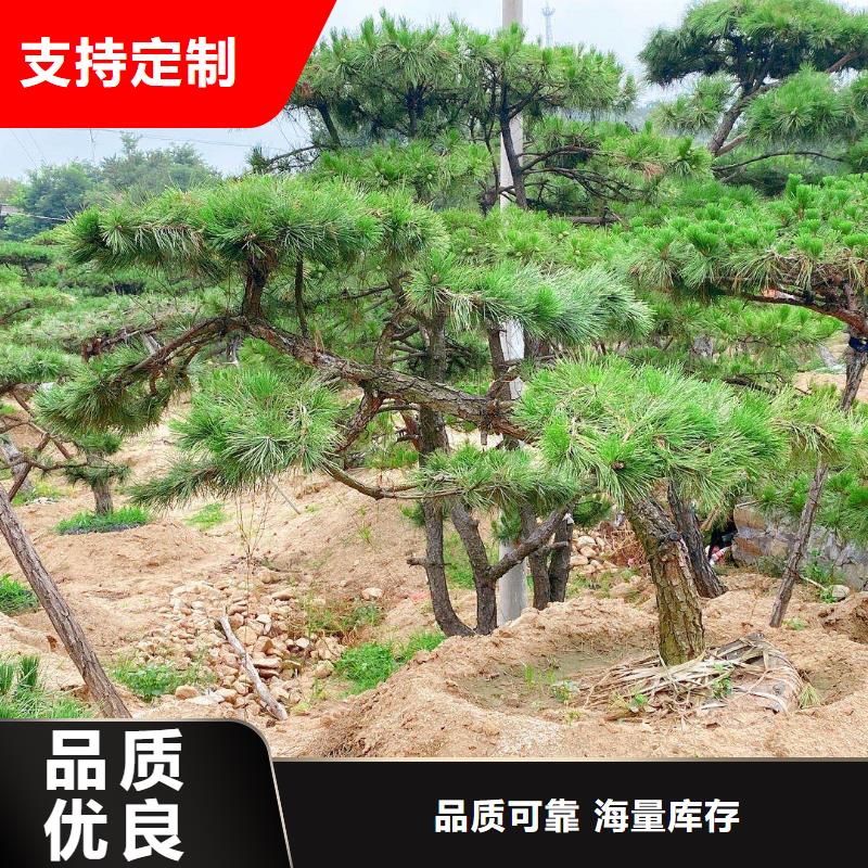 造型松造型池松匠心品质支持非标定制