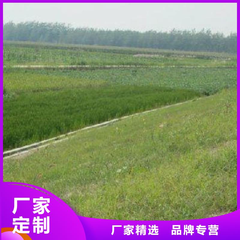 ​【三维植被网】,护坡土工网老品牌厂家本地公司