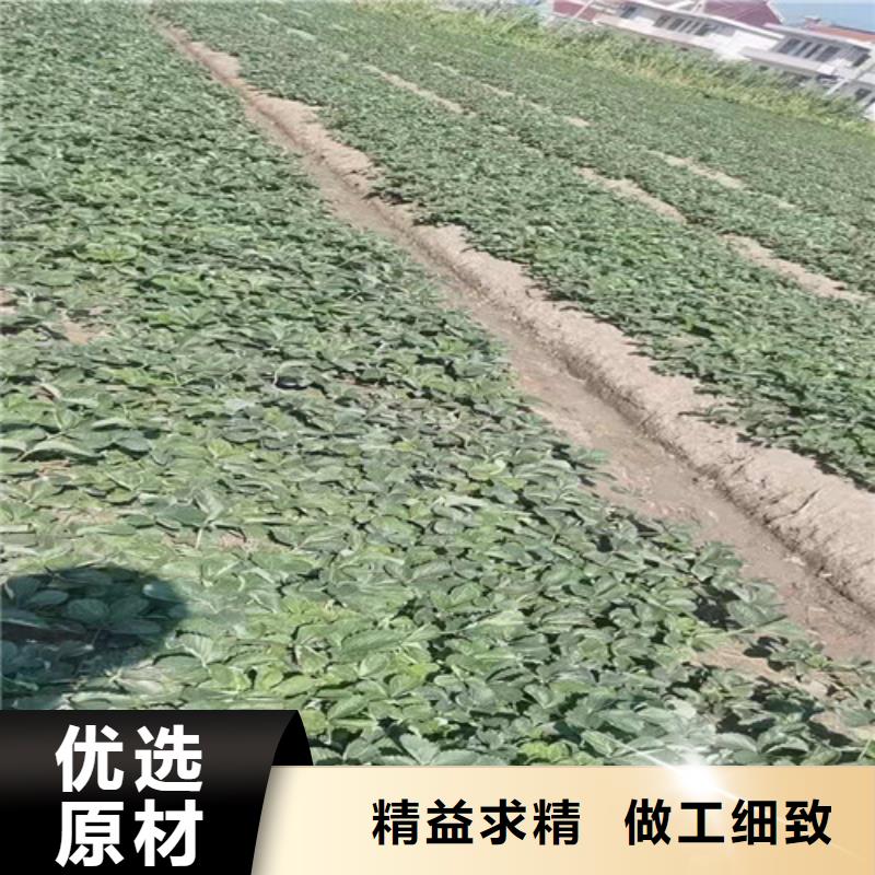 草莓苗【大棚草莓苗】买的放心当地生产厂家