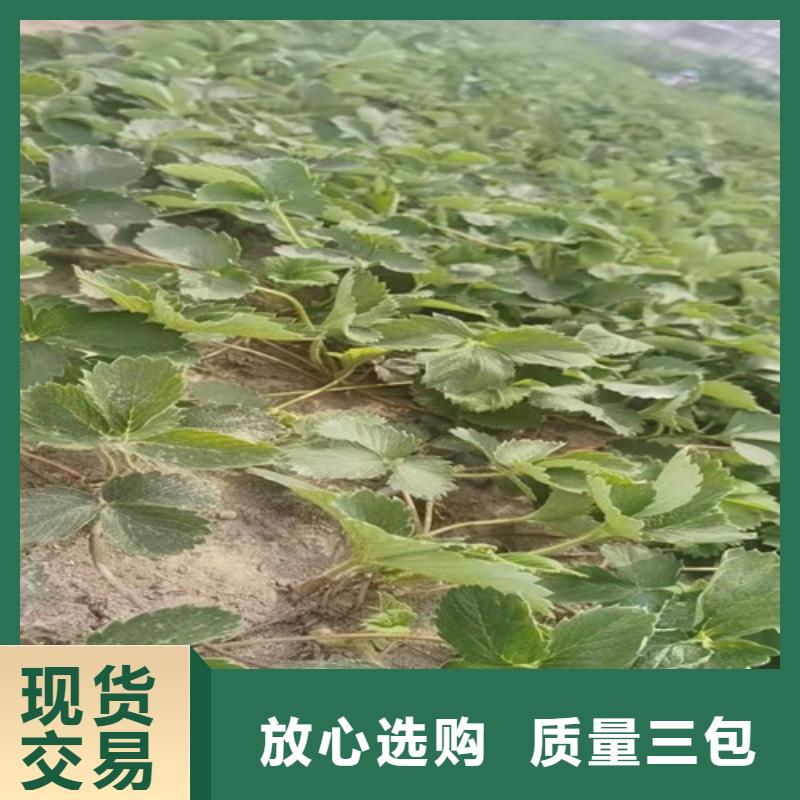 【草莓苗】大棚草莓苗厂家经验丰富专注质量