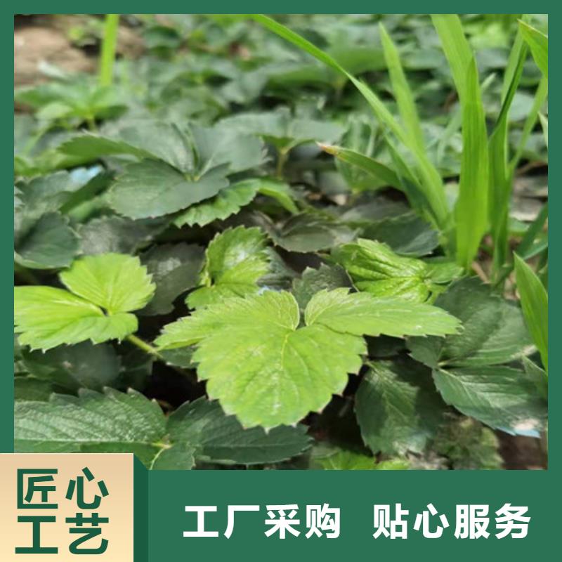 【草莓苗,香椿树苗助您降低采购成本】精工打造