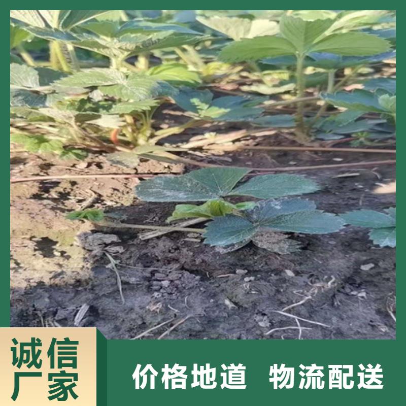 草莓苗无花果苗诚信商家快速生产