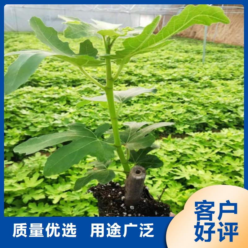 无花果红耔山楂苗支持加工定制精选好货