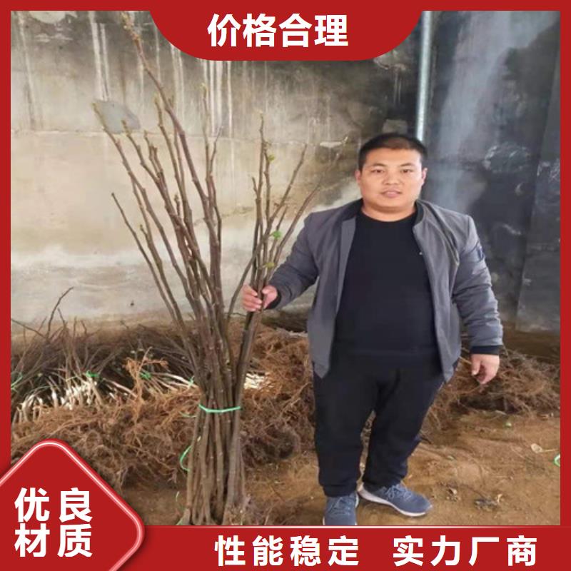 无花果【葡萄苗】产地直销质量不佳尽管来找我