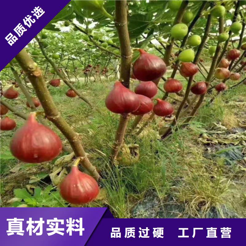 无花果,山楂苗拥有多家成功案例市场报价