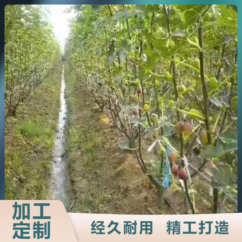 无花果,大棚草莓苗专业供货品质管控细节决定成败