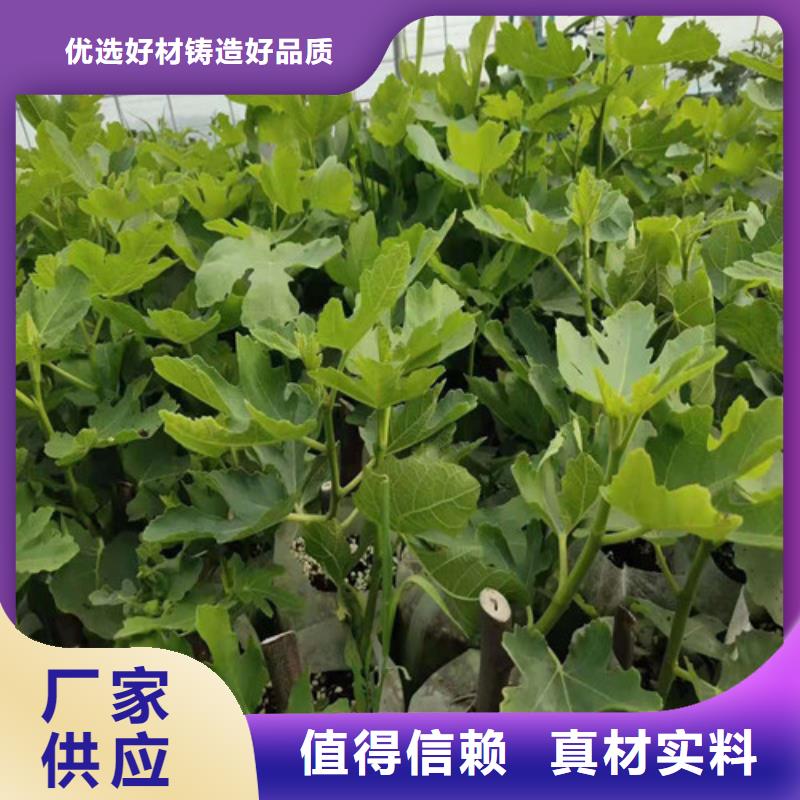 无花果大棚草莓苗工厂价格好货直销