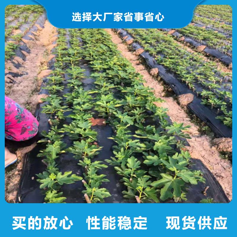 无花果烟福8苹果苗加工定制物美价优