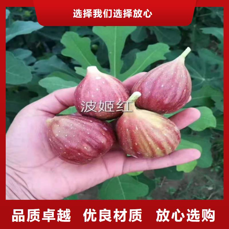 无花果蓝莓苗精选好货品牌专营