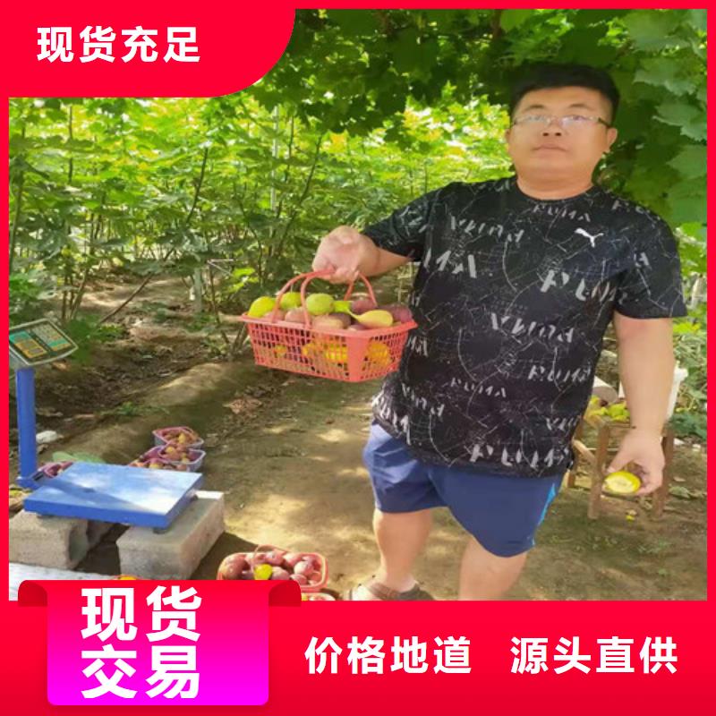 无花果_【板栗苗】专业完善售后品质好才是硬道理