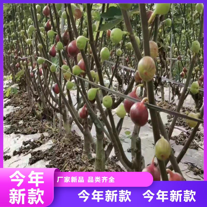 无花果梨树苗销售的是诚信现货交易