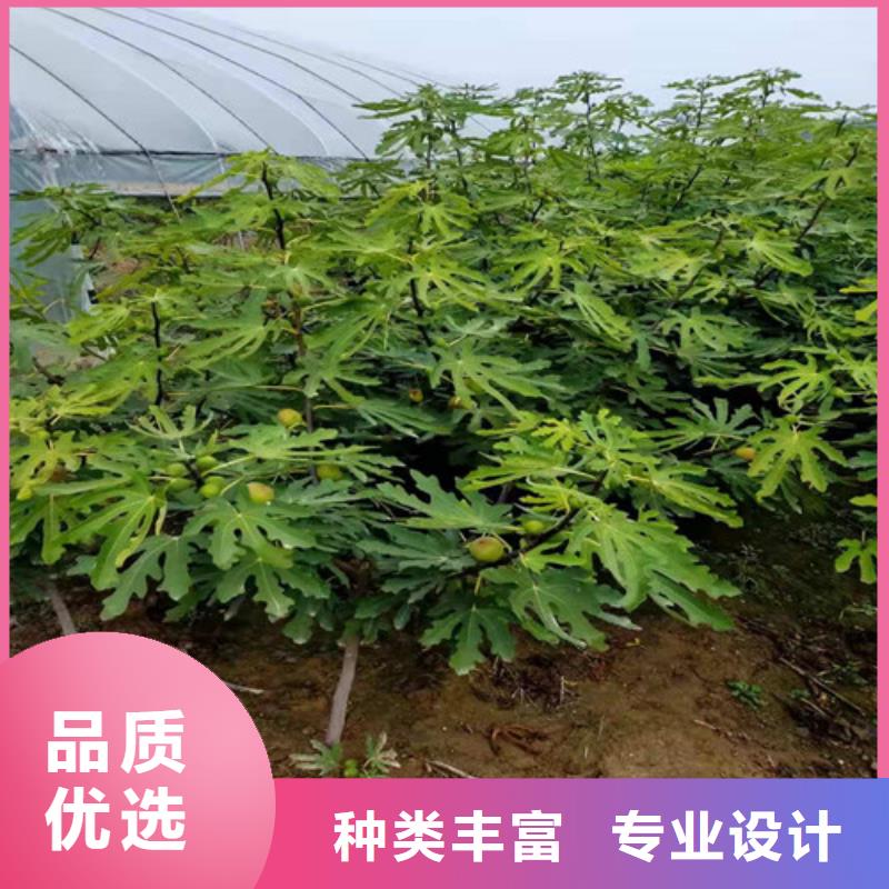 无花果大雪枣苗货源稳定好厂家有担当