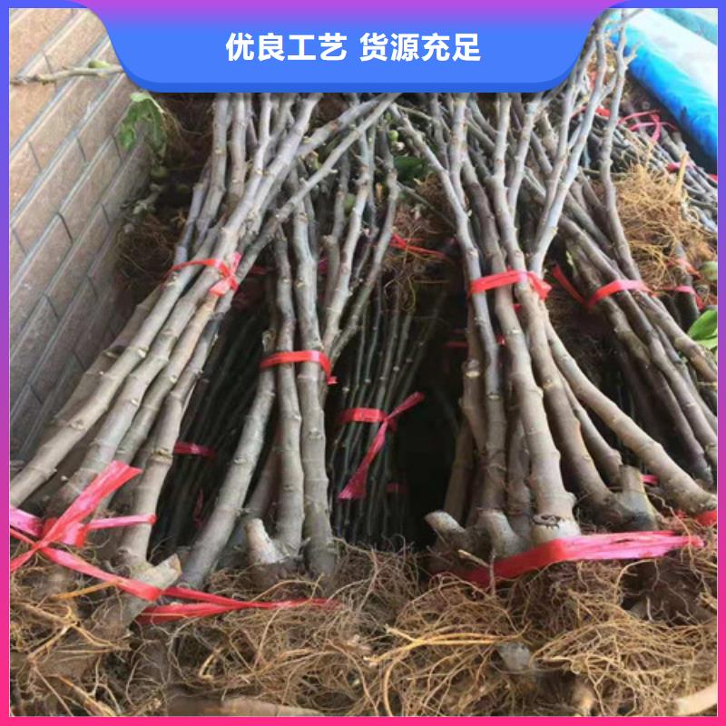 无花果苹果树苗精工制作用品质赢得客户信赖