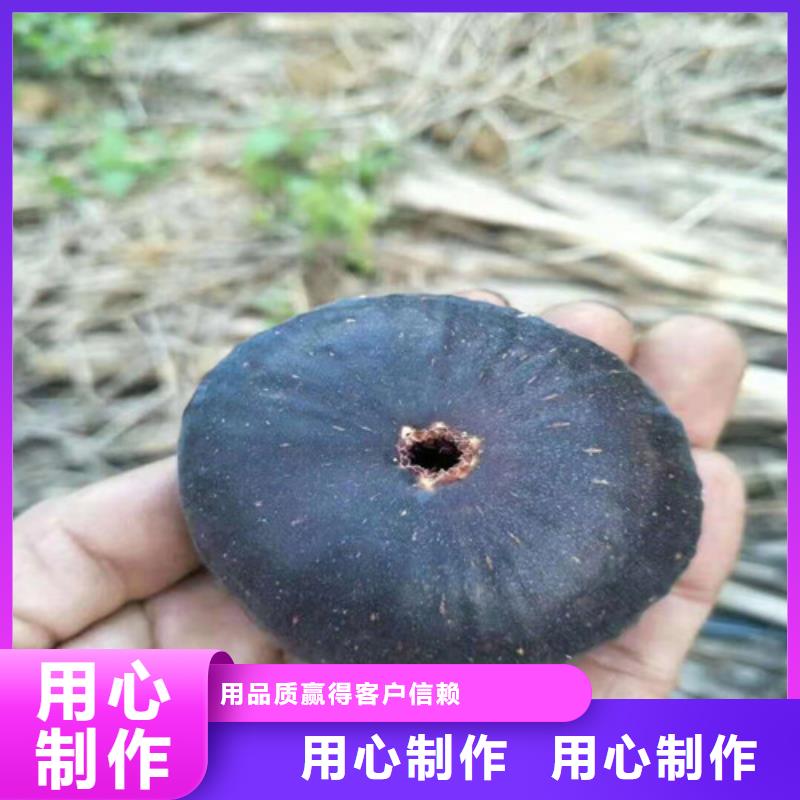 无花果_草莓苗品质可靠性价比高