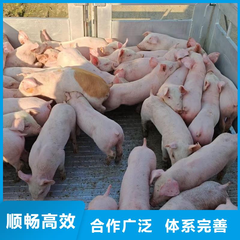 宿迁市泗阳到许昌畜禽运输保障完备