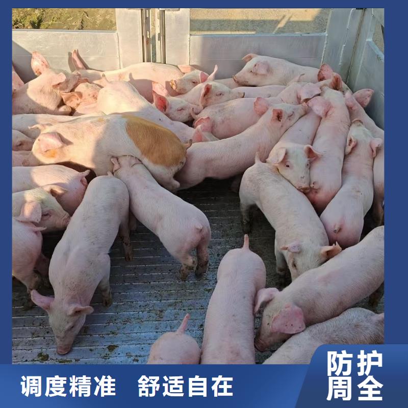 宿迁泗洪到息县活禽物流
