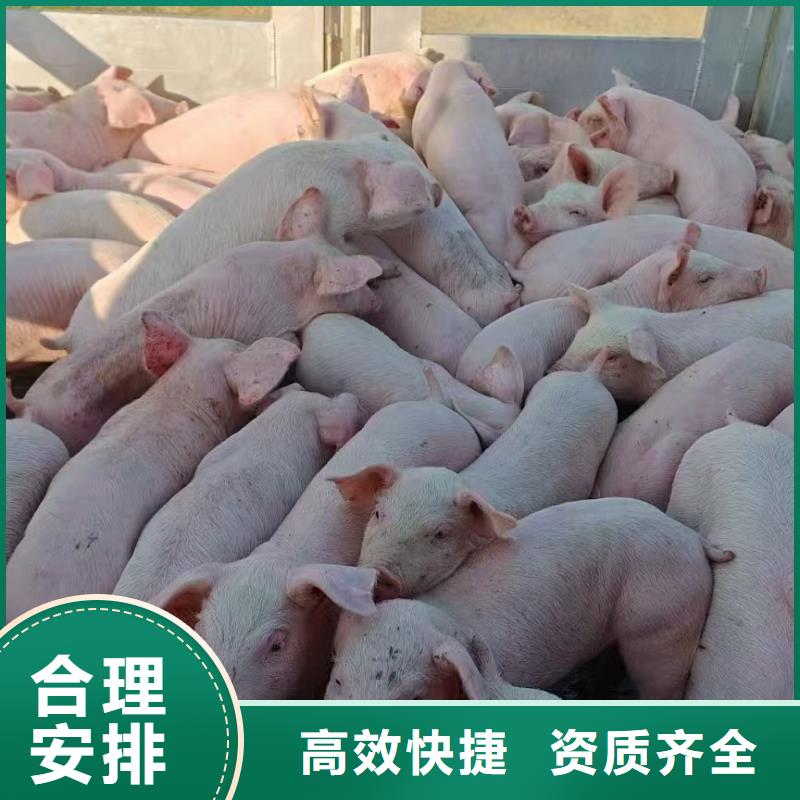 宿迁市沭阳到三门峡猪运输整车运输