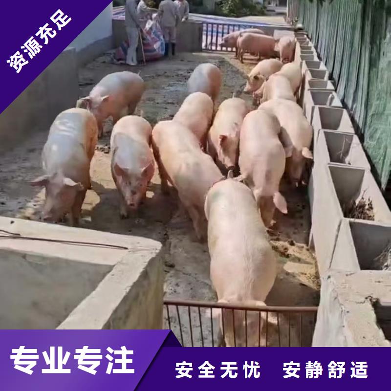 宿迁到南通活禽运输口碑良好