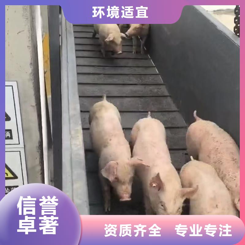 宿迁市泗洪到盐城生猪物流专人负责