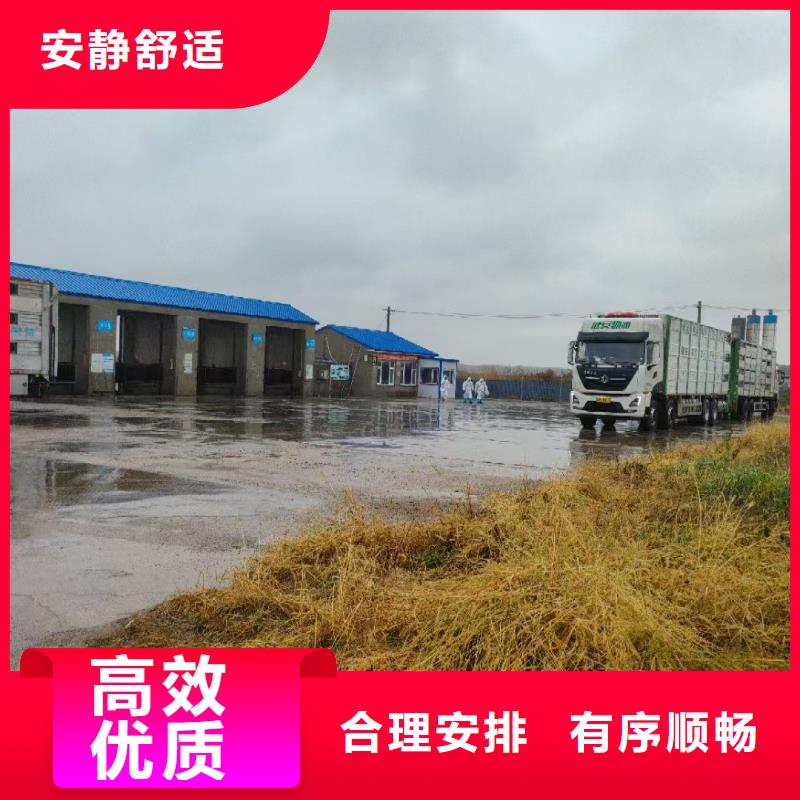 南阳到四平活禽牲畜-羊运输贴心服务