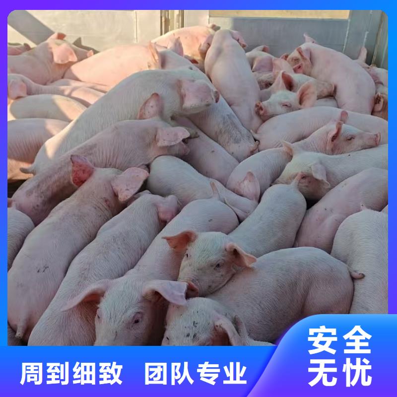 宿迁市泗洪到山东猪只运输专用车顺畅