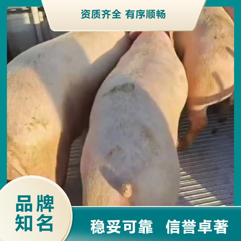 宿迁市泗洪到常州散装料专用车经验丰富