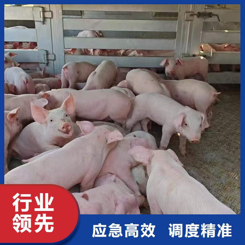 宿迁市到信阳空调车运输设备精良