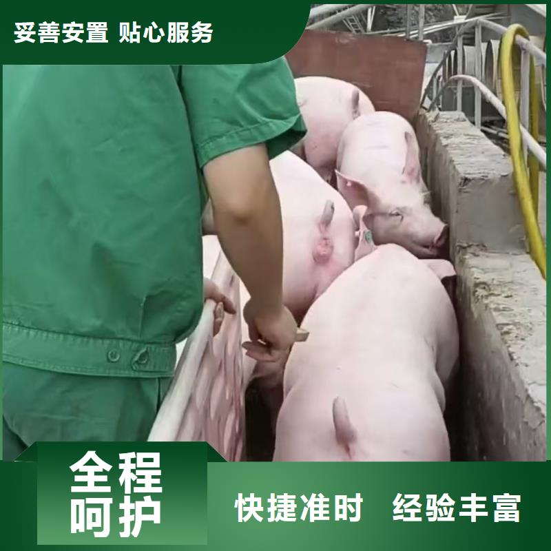 宿迁市沭阳到铜陵生猪空调车运输贴心服务