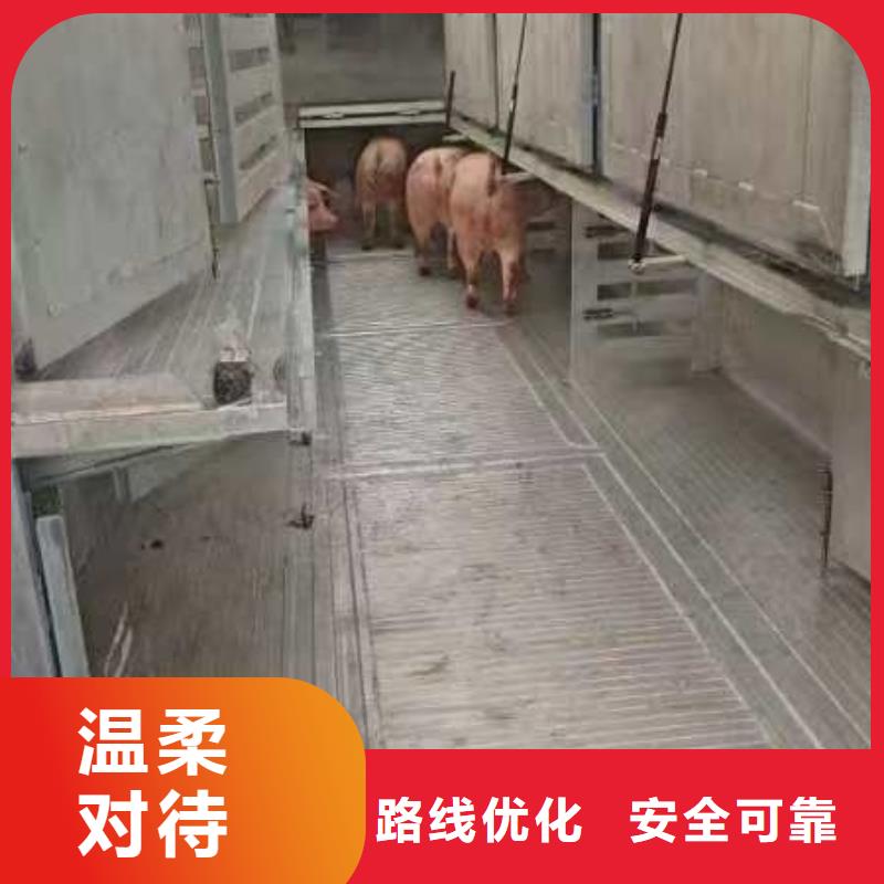 宣城到乌鲁木齐猪只运输专用车口碑良好
