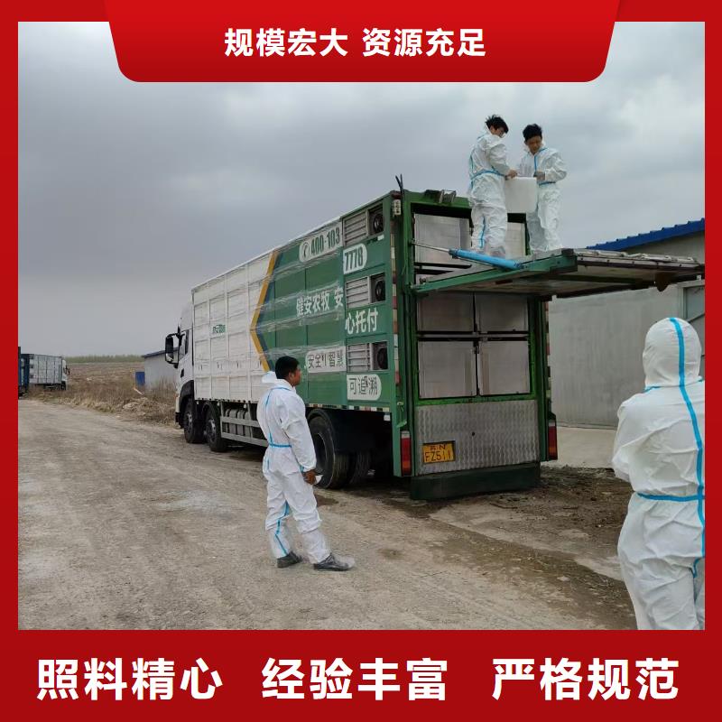 宿迁市泗洪到苏州仔猪恒温车运输团队专业