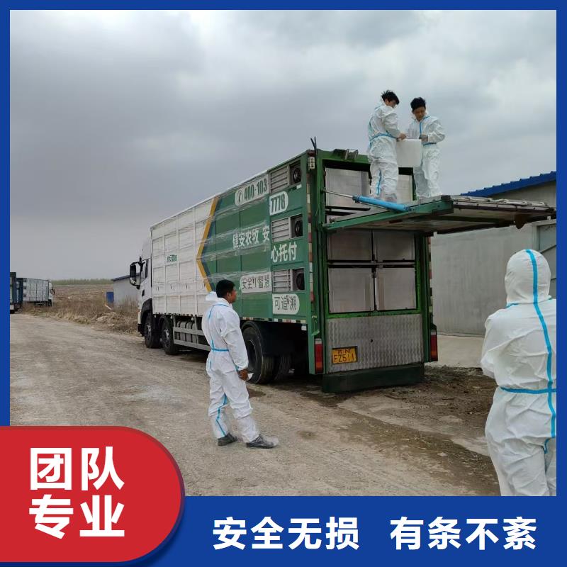 ​洛阳到苏州仔猪空调车运输口碑良好