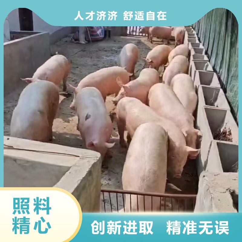 宿迁市泗洪到衢州生猪恒温车运输服务优质