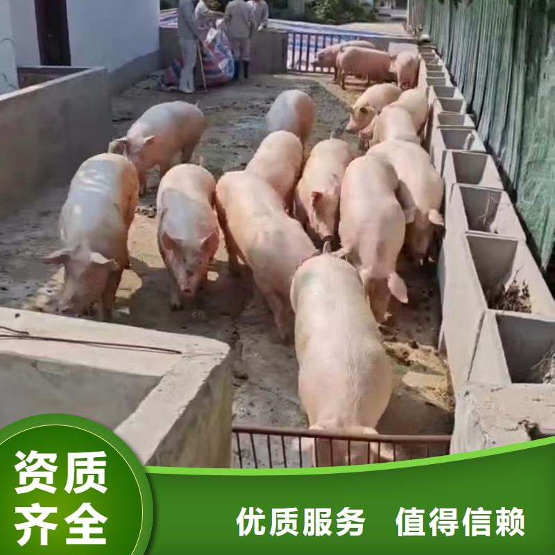 浙江到淮北二育运输