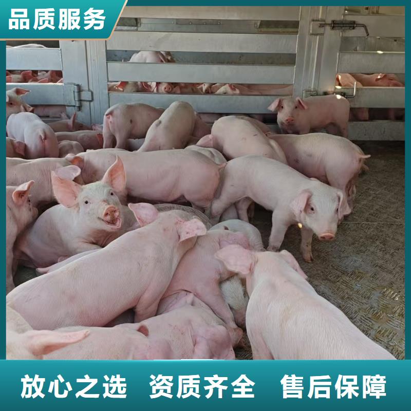 泗阳到苏州活禽运输