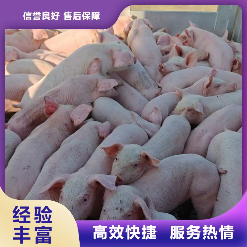 泗洪到淮北活禽运输