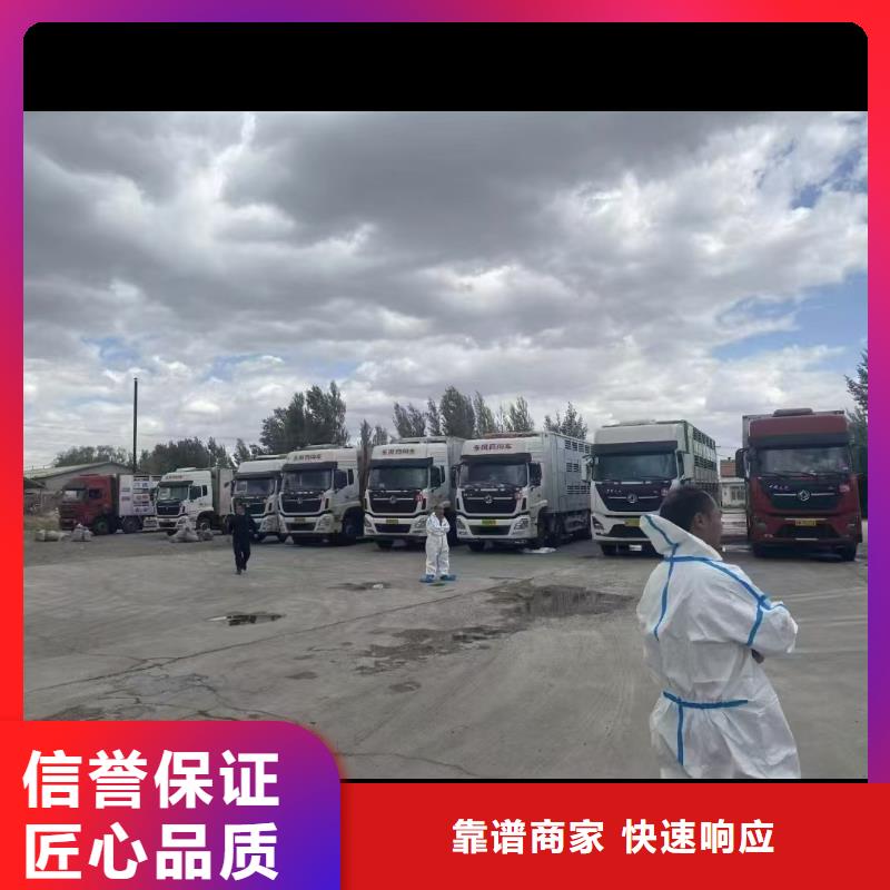 宿迁泗阳到乌鲁木齐猪笼车运输精心照料