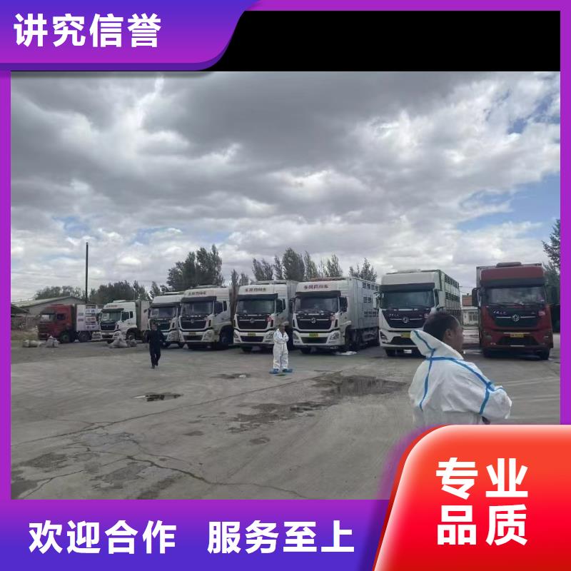 宿州到西藏活禽运输网络广泛