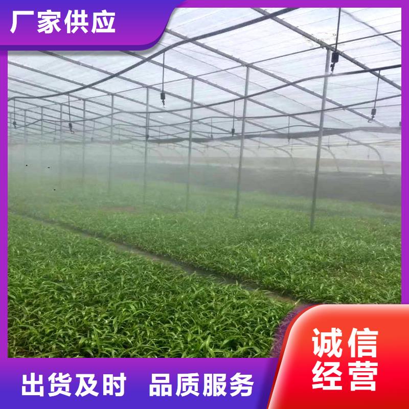 大棚管温室薄膜大棚库存量大质量优价格低