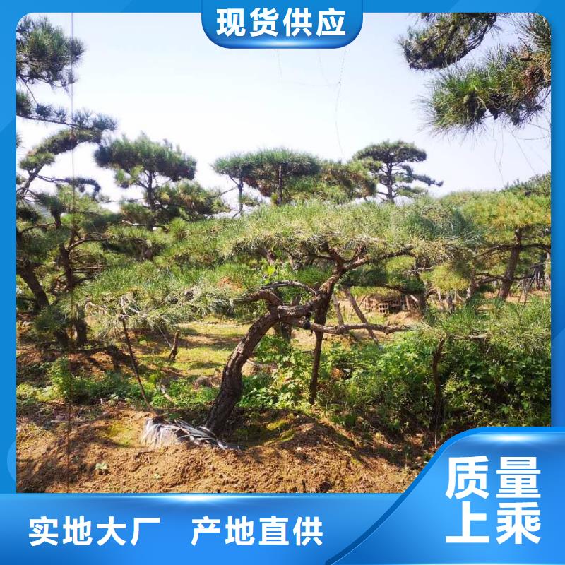 造型松好产品不怕比当地厂家