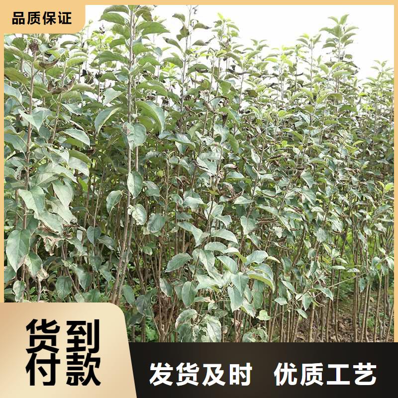 【梨皇冠梨树苗工艺层层把关】工厂认证