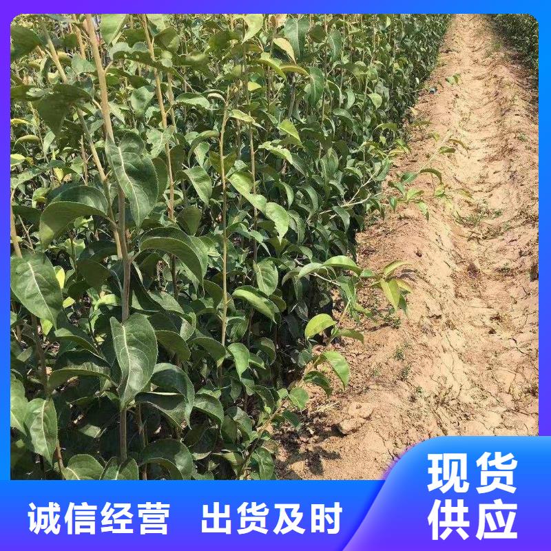 【梨瑞蟠101桃树苗值得买】好品质用的放心