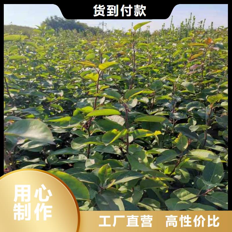 梨_瑞蟠101桃树苗种类丰富质量优价格低