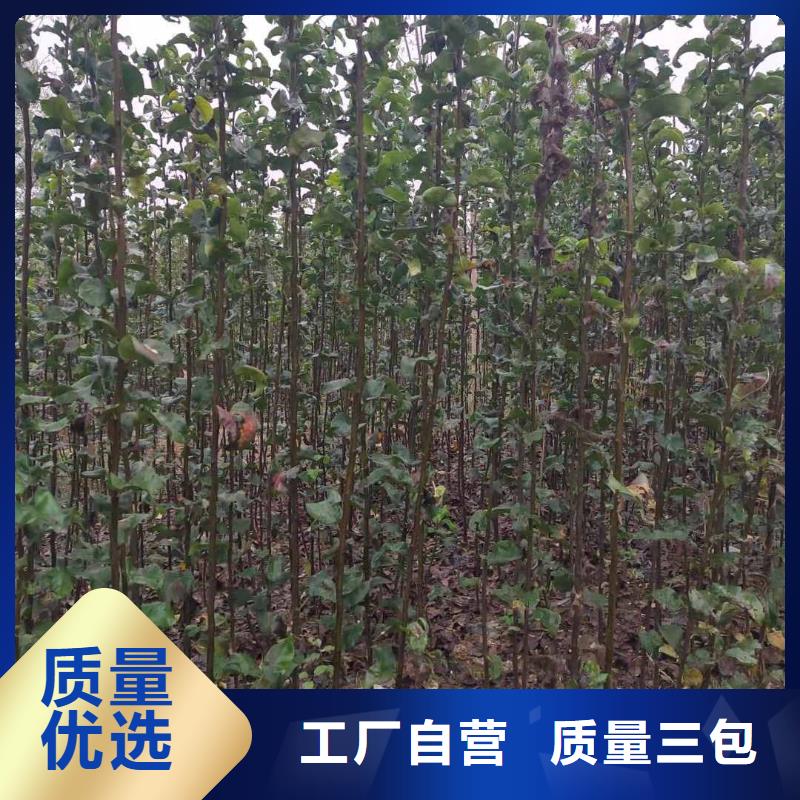 【梨瑞蟠101桃树苗每个细节都严格把关】好厂家有担当