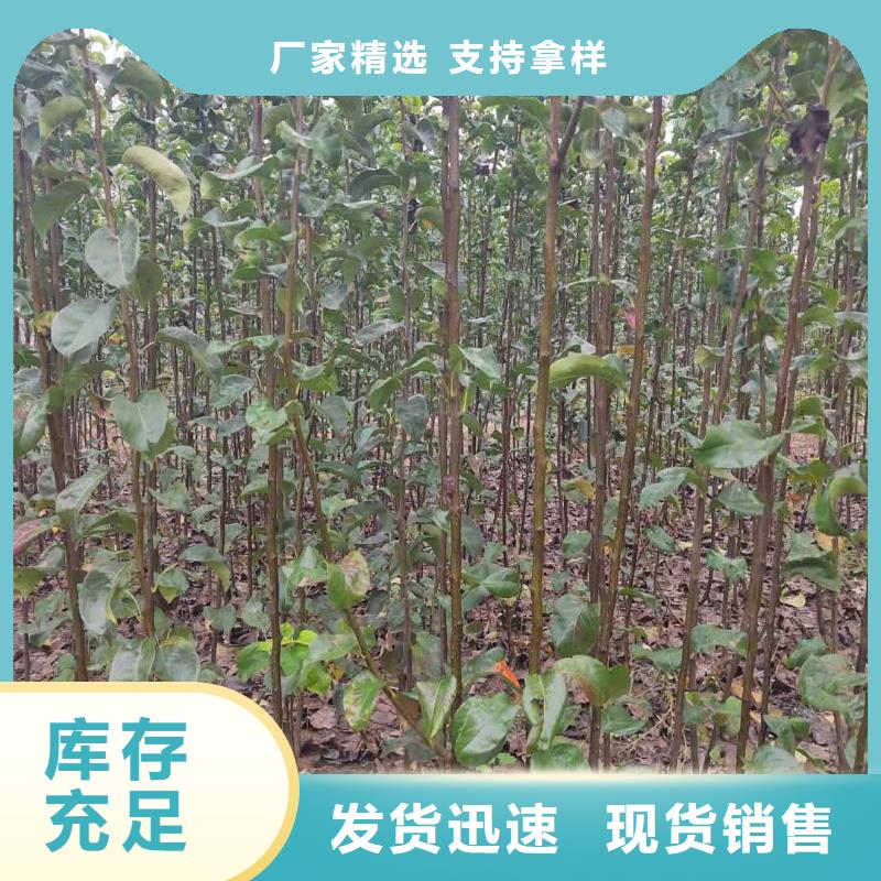 梨梨树苗基地现货交易本地公司