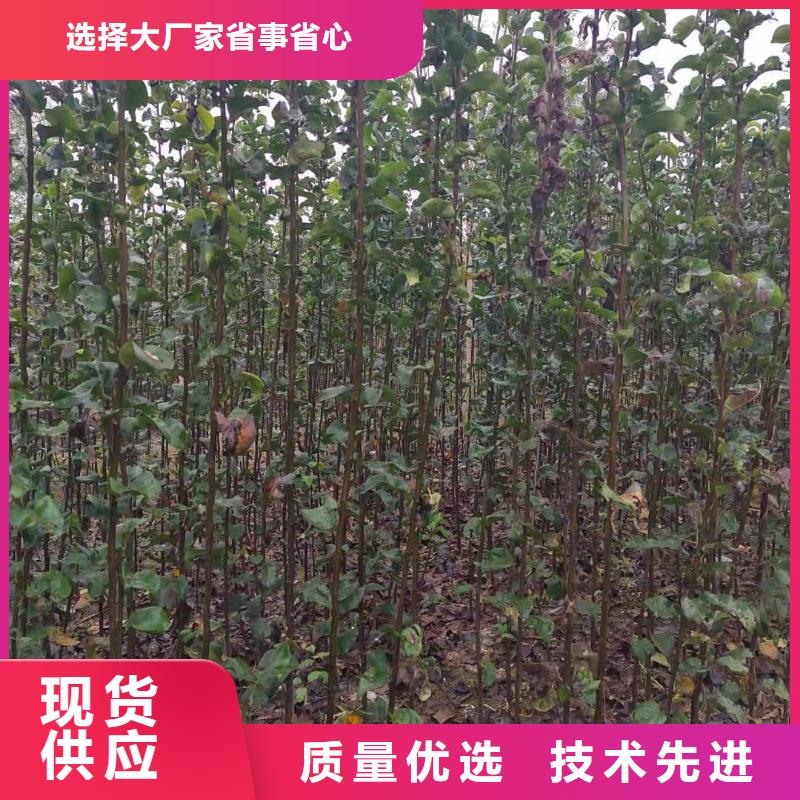 梨黄冠梨树苗安装简单细节决定成败